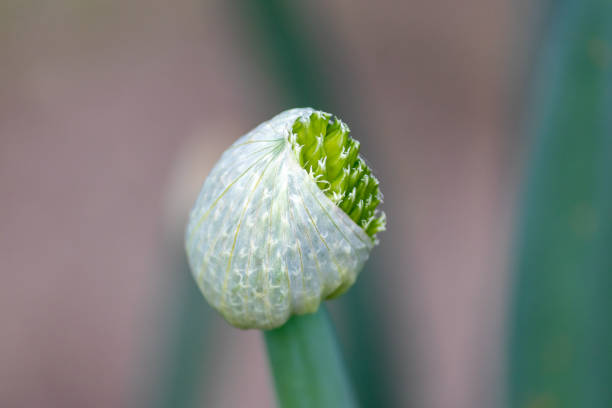 fotografía de una hermosa flor de cebollino. - chive allium flower cultivated herb fotografías e imágenes de stock