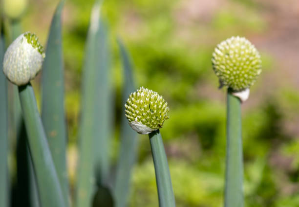 fotografía de una hermosa flor de cebollino. - chive allium flower cultivated herb fotografías e imágenes de stock