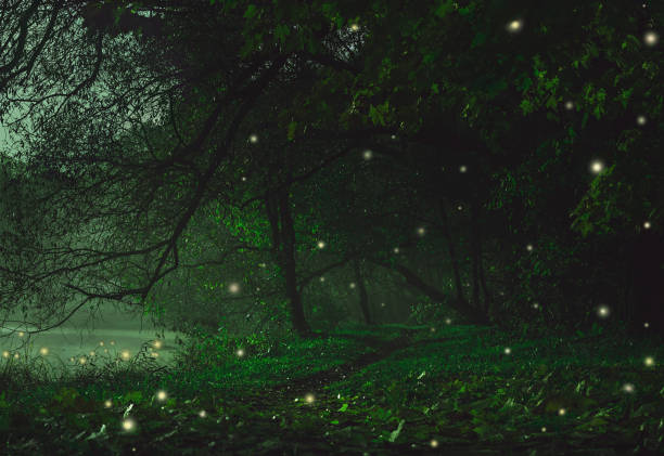 istock Fairy Mysterious Forest. Mystical atmosphere. Paranormal another world. Fairytale. Stranger forest in a fog. Dark scary park. Background wallpaper. 1429148367