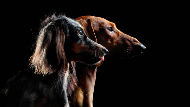 retrato de grupo de vista lateral de uma de cabelos longos e curtos cabelos bassê cães - show dog - fotografias e filmes do acervo