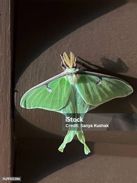Rare Sighting Of A Luna Moth Stock Photo - Download Image Now - Animal,  Animals In The Wild, Animal Antenna - iStock
