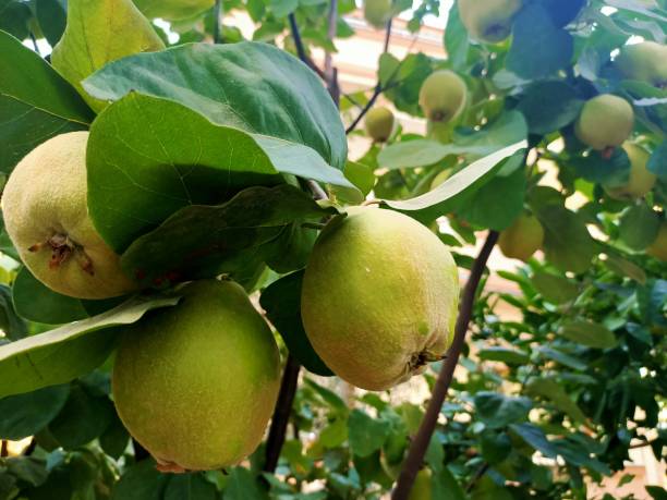 istock Quince on the branch 1429150549