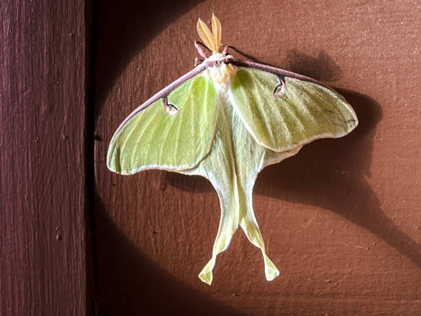 istock Rare Sighting of a Luna Moth 1429151786