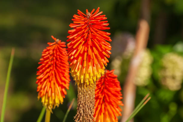 istock Beautiful blooming flowers. Spring and summer garden 1429154675