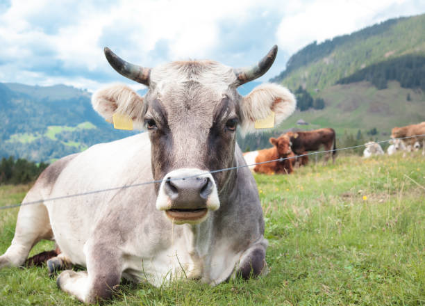 Cow lying in front of scenic mountain landscape while ruminating or chewing the cud. stock photo