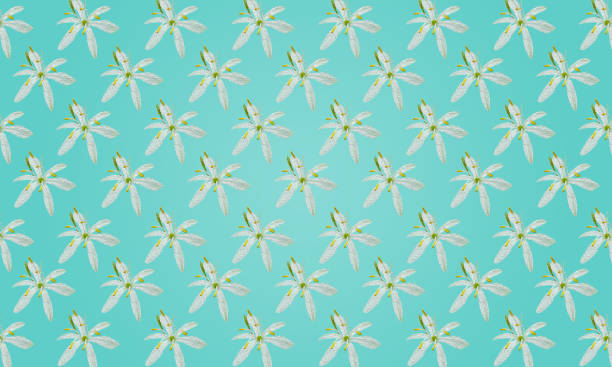 Spider plant flower in oil painting texture on the green-blue background(Created for background-Texture use.). Spider plant flower in oil painting texture on the green-blue background(Created for background-Texture use.). spider plant animal stock illustrations