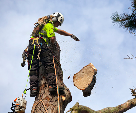 A tree surgeon has cut away and dropping to the safe-zone on the ground, a section of a diseased Horse Chestnut tree. This felling technique of, section felling, or section dismantling is ideal for trees that are dead, dangerous, storm damaged, overhanging buildings & property, or trees which have difficult access and or are growing in a confined space. Good copy space.