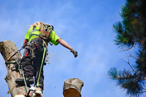 Dismantling a Horse Chestnut Tree Trunk by Tree Surgeon