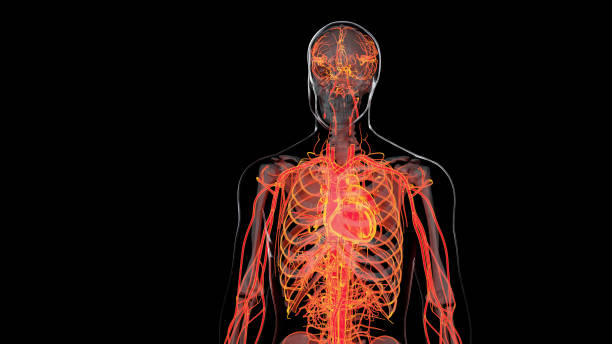 ludzki układ krążenia tętniczego i żylnego, medycznie dokładna animacja serca z próżniami i tętnicami, naczynia krwionośne, renderowanie 3d - cyrkulacja zdjęcia i obrazy z banku zdjęć