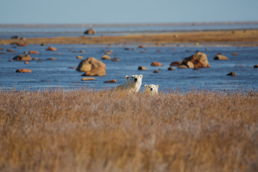 One polar bear (Ursus maritimus) mother strolling with her two cubs through the ice flows along the Hudson Bay.\n\nTaken in Churchill, Manitoba, Canada.