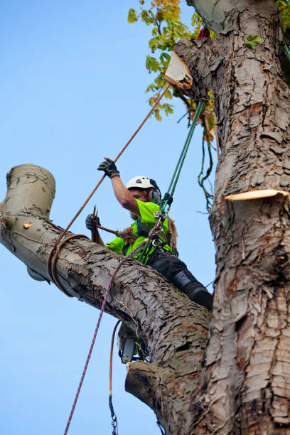 istock Tree Surgeon Fixing the Safety Ropes Prior to Felling Chestnut Tree 1429166140