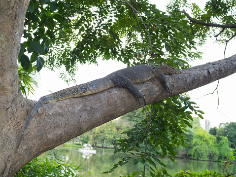 Monitor lizard resting on a big branch of a tree at a botanical garden in Thailand.