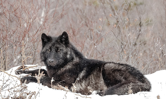 Black wolf laying on a mound of snow