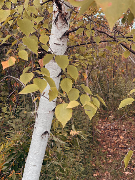 betula papyrifera alberi in autunno - betula papyrifera foto e immagini stock