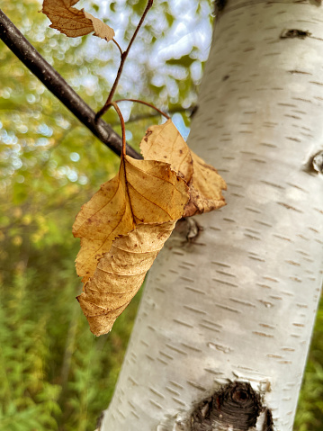 Changing leaves on a paper birch tree in autumn. Taken on a mobile device.