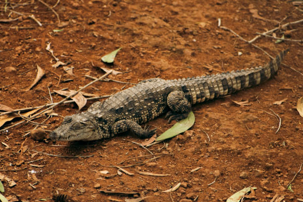 istock Beautiful Nile crocodile walking on the ground. 1429168584