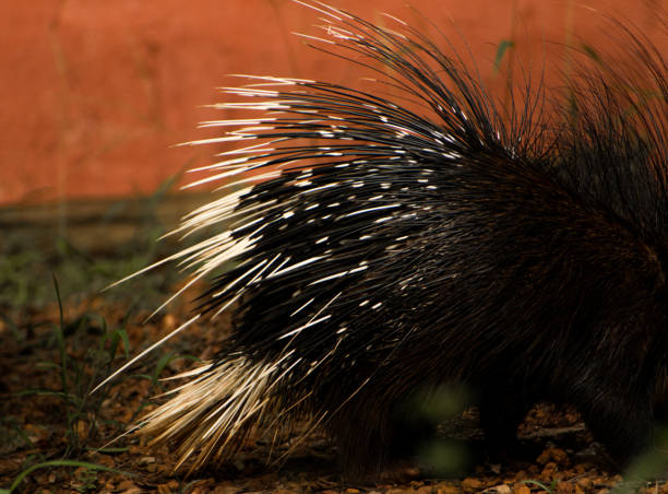 istock Porcupine sharp spines ,closeup shot. 1429168587