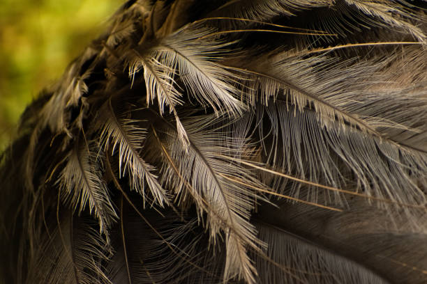 istock Ostrich bird textured feathers, Bird feathers 1429169396