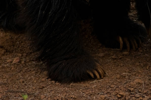 istock Indian sloth bear powerful Claws on the ground. 1429170079