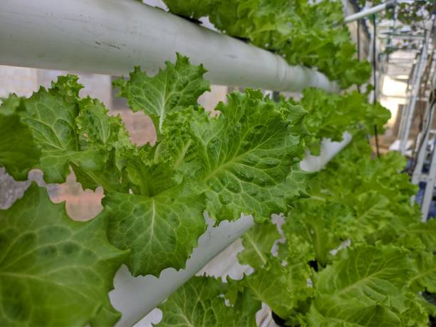 istock green curly lettuce hydroponic growing media 1429170104