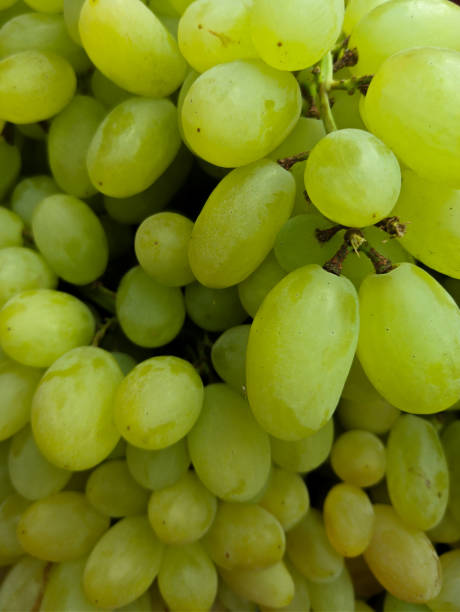istock Grapes closeup shot, beautiful background. 1429170267