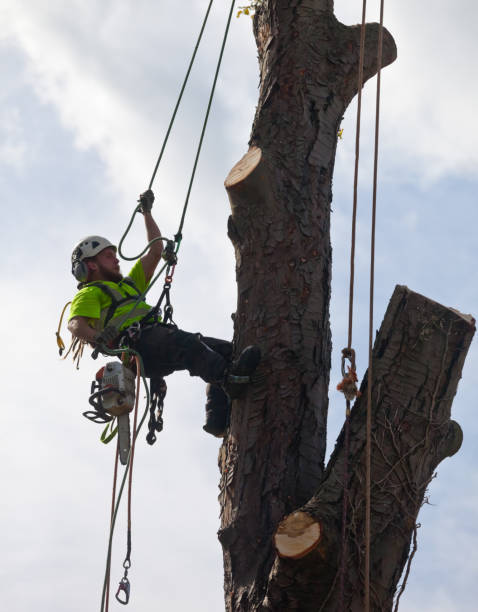 istock Tree Surgeon Climbing a Diseased Chestnut Tree being Sectionally Dismantled 1429170319