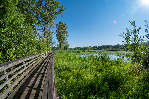 On a hot summer day, a public boardwalk leads through a preserved marshland in Washington state.