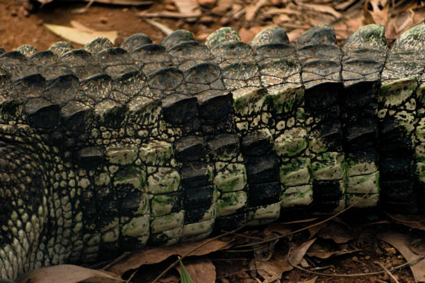 istock Closeup shot of Nile crocodile tail. 1429170915