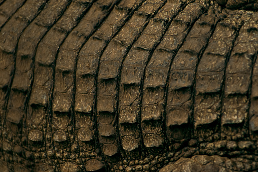 Crocodile skin textured background, closeup shot.
