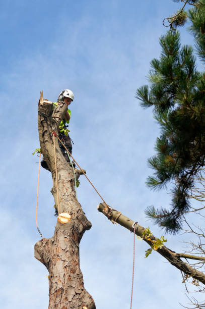 istock Tree Surgeon Lowering a Tree Bough Safely to the Ground 1429173234
