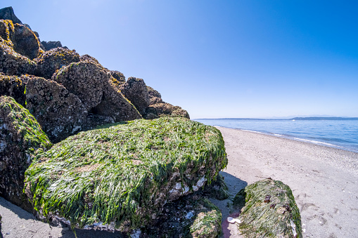 Large stones of a breakwater are lit in sunlight on a beach on Puget Sound in Washington state. Blue summer sky above.
