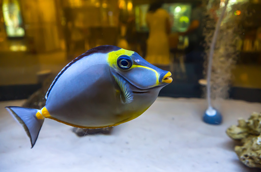 Pacific orange spine unicornfish or naso tang fish in a clear water fish tank.