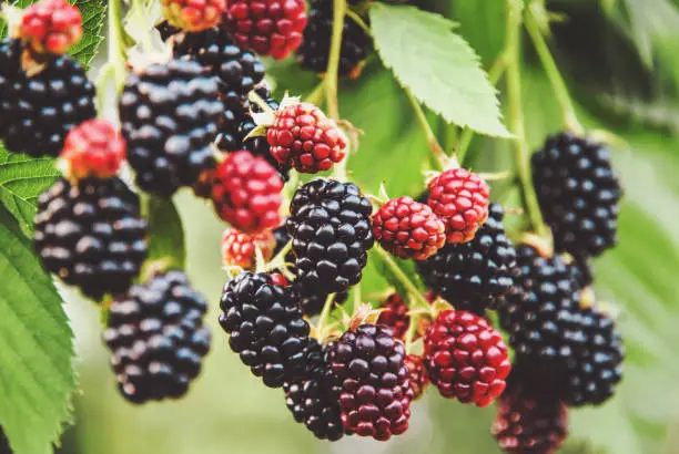 Blackberry fruit growing, ripening blackberries on branch, bramble plant in the garden