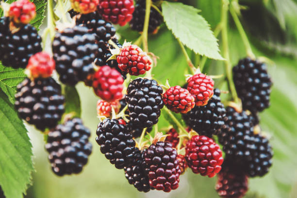 blackberry fruit growing, ripening blackberries on branch, bramble plant in the garden - blackberry bush plant berry fruit imagens e fotografias de stock