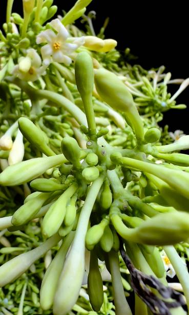 istock Papaya flower 1429180289