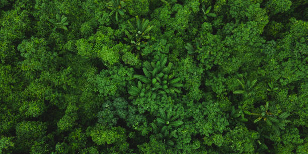 Top view of dense forest with multiple fruits and vegetable tress and fresh and green leaves of papaya and banana fruit stock photo