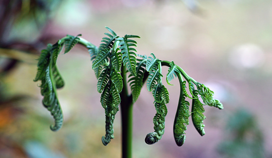 Young leaves of Pteridium esculentum are dark green with large stems.