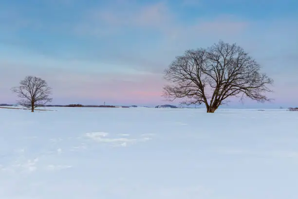 Japanese elm with snow in Hokkaido at dusk