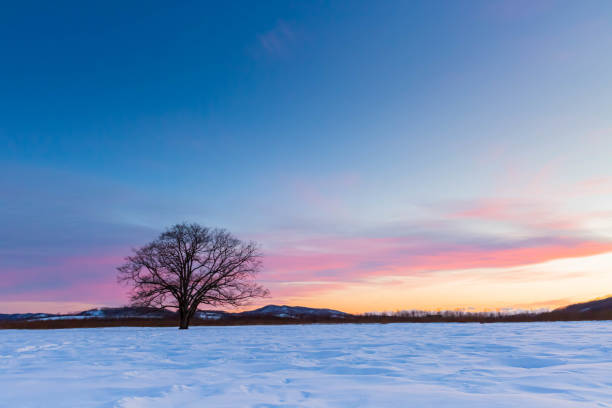 istock Japanese elm with snow in Hokkaido at dusk 1429191102