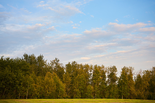 Line of trees at the edge of a farm filed on a late afternoon in the autumn