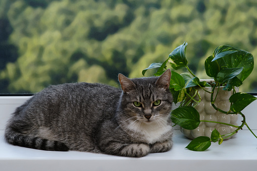 Adult gray cat near the window, pet on a white window sill indoor home