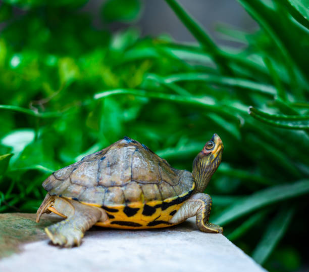 istock Tortoise on the rock 1429195981