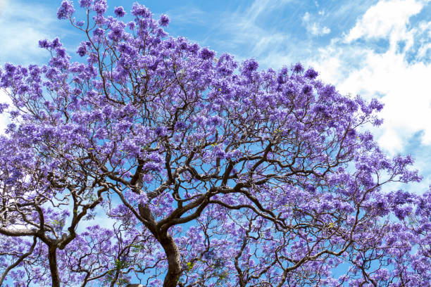 istock Jacaranda in the Royal Botanic Gardens, Sydney, Australia 1429196164