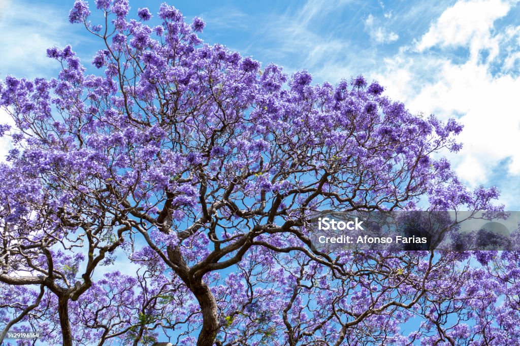 Jacaranda in the Royal Botanic Gardens, Sydney, Australia Jacaranda in the Royal Botanic Gardens, Sydney, New South Wales, Australia Jacaranda Tree Stock Photo