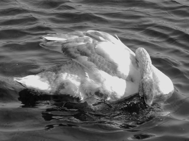 A black and white depiction of a swan, searching for food at the lake where he lives. This photo was shot in late March 2022, on a public park of Dusseldorf, Germany.