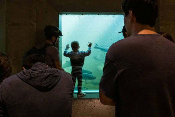 Ballard Locks Seattle, USA - Sep 18th, 2022: People visiting the Hiram M. Chittenden Locks viewing center in Ballard early in the day as Salmon run up stream through the ladder. ballard-seattle stock pictures, royalty-free photos & images