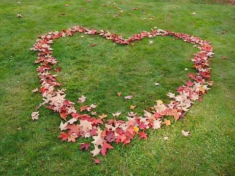 A heart shape formed by beautiful colorful maple leaves on green lawn