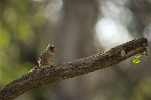 Juvenile male northern cardinal, Cardinalis cardinalis, perching on a lilac tree branch with blurred background. This photo was taken in an Iowa yard on a summer morning. This cardinal has an unusual color pattern.