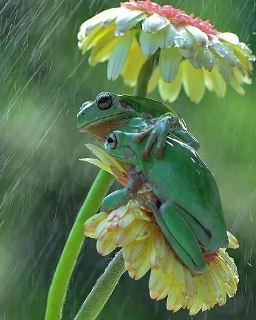 Creative selective focus made layout of 2 frogs on a flower sheltering from the rain in the nature concept