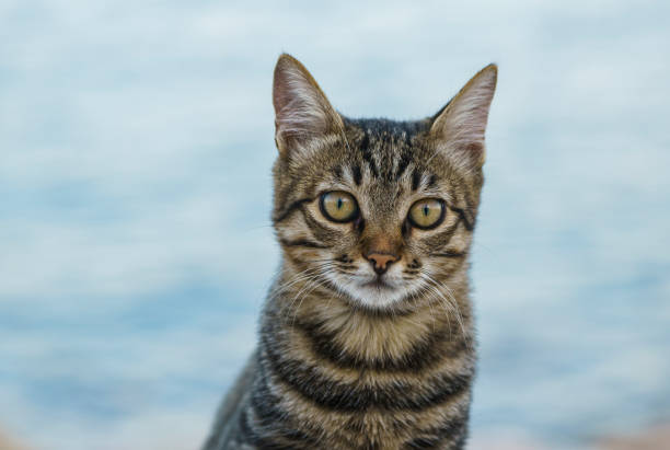 istock Stray cat on the street 1429218408